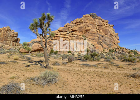 Joshua Bäume in der Wüste Klima, Joshua Tree National Park, USA Stockfoto