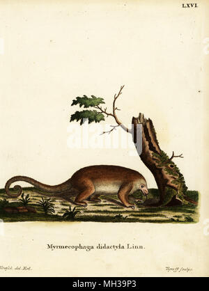 Silky anteater oder pygmy Ameisenbär, Zyklopen didactylus. Myrmecophaga didactyla Linn. Papierkörbe Kupferstich von dieckmann nach einer Abbildung von J.D. Kretsch von Johann Christian Daniel Schreber's Animal Abbildungen nach der Natur, oder schreber's fantastische Tiere, Erlangen, Deutschland, 1775. Stockfoto