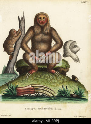 Blass - Drei-toed Sloth throated, Bradypus tridactylus Linn. Papierkörbe Kupferstich von Johann Sebastian Leitner nach einer Illustration von George Edwards von Johann Christian Daniel Schreber's Animal Abbildungen nach der Natur, oder schreber's fantastische Tiere, Erlangen, Deutschland, 1775. Stockfoto