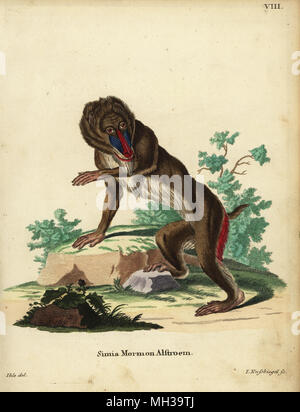 Mandrill, mandrillus Sphinx. Verwundbar. Simia mormon Alstroem. Papierkörbe Kupferstich von Johann Nussbiegel nach einer Illustration von Johann Eberhard Ihle von Johann Christian Daniel Schreber's Animal Abbildungen nach der Natur, oder schreber's fantastische Tiere, Erlangen, Deutschland, 1775. Stockfoto