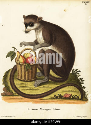 Mongoose lemur, Eulemur mongoz. Kritisch gefährdet. Lemur mongoz Linn. Papierkörbe Kupferstich von Johann Sebastian Leitner nach einer Illustration von George Edwards von Johann Christian Daniel Schreber's Animal Abbildungen nach der Natur, oder schreber's fantastische Tiere, Erlangen, Deutschland, 1775. Stockfoto