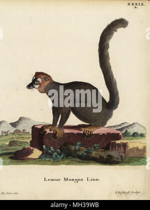 Mongoose lemur, Eulemur mongoz. Kritisch gefährdet. Lemur mongoz Linn. Papierkörbe Kupferstich von Valentin Bischoff nach einer Illustration von Jacques de Seve von Johann Christian Daniel Schreber's Animal Abbildungen nach der Natur, oder schreber's fantastische Tiere, Erlangen, Deutschland, 1775. Stockfoto