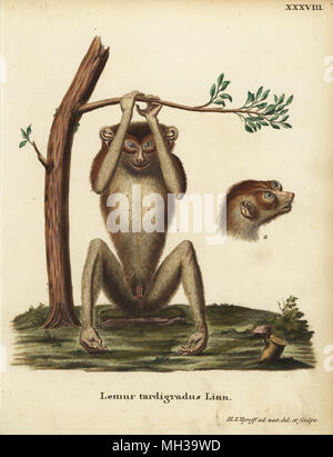 Langsamen lemur oder Rot slender Loris, Loris tardigradus. Gefährdet. Lemur tardigradus Linn. Papierkörbe Kupferplatte gezeichnet und nach der Natur von Hermann Jakob Dieckmann von Johann Christian Daniel Schreber's Animal Abbildungen nach der Natur, oder schreber's fantastische Tiere, Erlangen, Deutschland, 1775 eingraviert. Stockfoto