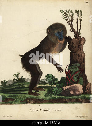 Mandrill männlich, mandrillus Sphinx. Verwundbar. Simia maimon Linn. Papierkörbe Kupferstich von Valentin Bischoff nach einer Illustration von Jacques de Seve von Johann Christian Daniel Schreber's Animal Abbildungen nach der Natur, oder schreber's fantastische Tiere, Erlangen, Deutschland, 1775. Stockfoto