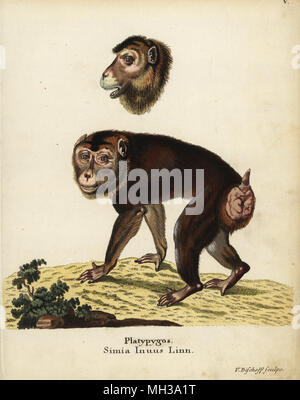 Südliche Schwein-tailed macaque, Macaca nemestrina. Verwundbar. Macaca platypygos. Simia inuus Linn. Papierkörbe Kupferstich von Valentin Bischoff von Johann Christian Daniel Schreber's Animal Abbildungen nach der Natur, oder schreber's fantastische Tiere, Erlangen, Deutschland, 1775. Stockfoto