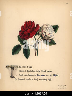 Rot-rosa und weiße Rose (König Heinrich VI.). Handcoioured botanischen Abbildung gezeichnet und von Jane Elizabeth Giraud aus den Blüten von Shakespeare, Tag und Haghe, London, 1845 Lithographiert. Stockfoto