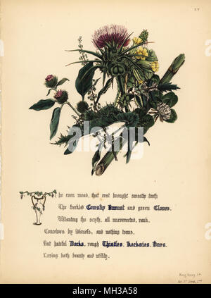 Schlüsselblume Burnett, Klee, Docks, Disteln, Kecksies und Bohrer (King Henry V). Handcoioured botanischen Abbildung gezeichnet und von Jane Elizabeth Giraud aus den Blüten von Shakespeare, Tag und Haghe, London, 1845 Lithographiert. Stockfoto