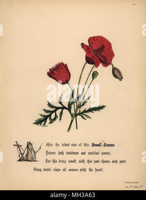 Kleine Blume oder Mohn (Romeo und Julia). Handcoioured botanischen Abbildung gezeichnet und von Jane Elizabeth Giraud aus den Blüten von Shakespeare, Tag und Haghe, London, 1845 Lithographiert. Stockfoto