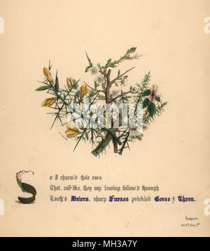 Hecken Furzes, Ginster und Thorn (Der Sturm). Handcoioured botanischen Abbildung gezeichnet und von Jane Elizabeth Giraud aus den Blüten von Shakespeare, Tag und Haghe, London, 1845 Lithographiert. Stockfoto