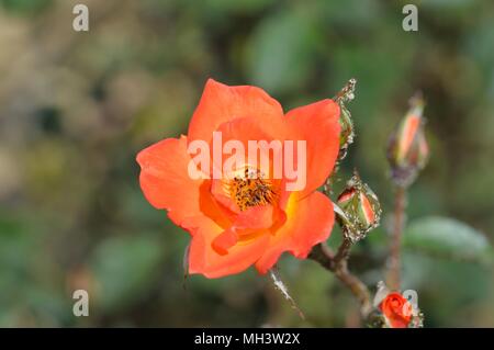 Rose Herzlich Willkommen Stockfoto