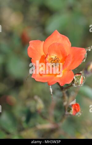 Rose Herzlich Willkommen Stockfoto