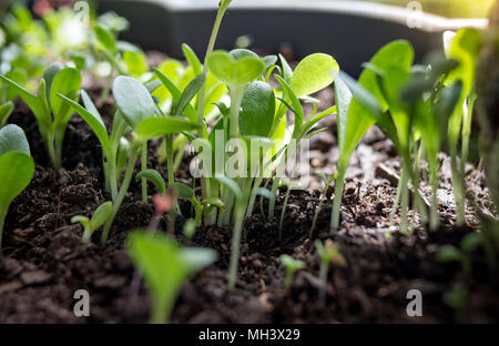 Kübelpflanzen chili Pflanze, Makro der jungen Blätter Stockfoto