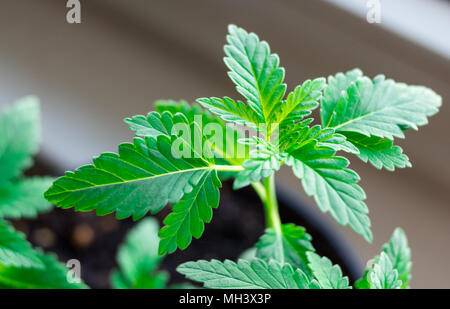 Junge Topfpflanzen Hanfpflanze Nahaufnahme Stockfoto