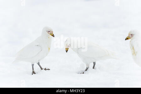 Familie der verschneiten Sheathbills (Chionis albus) in der Antarktis Stockfoto