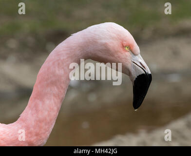 Porträt der chilenischen Flamingo (Phoenicopterus sp.) Stockfoto
