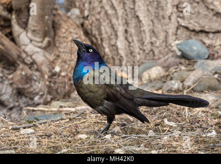 Gemeinsame Grackle am Frühling Zeit Stockfoto