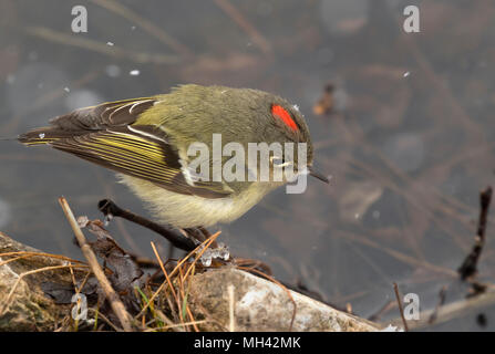 Ruby gekrönt kinglet auf dem Zweig über Schnee im Frühling Migration durch Iowa Stockfoto