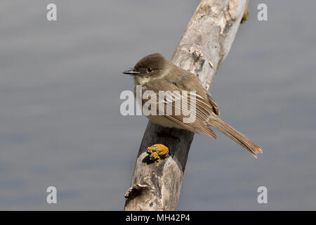 Östlichen Phoebe (Sayornis phoebe) Sitzen auf Zweig über Wasser Stockfoto