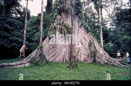 Die massiven Stamm eines Kapok Tree (ceiba pentandra) Zwerge drei Besucher der Urwald des Amazonas in Ecuador in Südamerika. Die bemerkenswerte Kapok Tree können mehr als 200 Fuß (61 Meter) hoch in den tropischen Regenwald wachsen. Das Holz dieser Laubbaum ist leicht und porös und häufig von den indigenen Völkern Amazoniens für die Einbaum Kanus verwendet. Flauschige seidigen Fasern aus seinen zahlreichen Samenkapseln sind von den Eingeborenen als Füllung für Rettungswesten und Bettwäsche verwendet. Einige Kapokbäume wird leben, so lange 300 Jahre in der Wildnis. Stockfoto