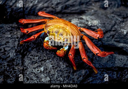 Eine farbenfrohe Sally Lightfoot Crab (Grapsus grapsus) skitters über das schwarze Lavagestein auf James Island in der Galapagos Inseln (Archipiélago de Colón), eine Provinz in Ecuador im Pazifischen Ozean vor der Westküste von Südamerika. Der 10-beinige Krebstier ist unter den vielen Arten von Wildtieren, die Schutz seit 1959 mit der Gründung des Galapagos Nationalparks und der Charles Darwin Foundation gegeben wurden. Darwin ist der englische Naturforscher, der die Galapagos berühmt gemacht, nachdem er seine Theorie der Evolution auf seinem Besuch in seinen 20 vulkanischen Inseln im Jahre 1835 auf der Grundlage formuliert. Stockfoto