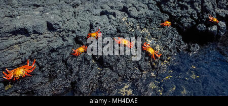 Bunte Sally Lightfoot Krabben (Grapsus grapsus) skitter über das schwarze Lavagestein auf James Island in der Galapagos Inseln (Archipiélago de Colón), eine Provinz in Ecuador im Pazifischen Ozean vor der Westküste von Südamerika. Dieses Krustentier ist unter den vielen Arten von Wildtieren, die Schutz seit 1959 mit der Gründung des Galapagos Nationalparks und der Charles Darwin Foundation gegeben wurden. Darwin ist der englische Naturforscher, der die Galapagos berühmt gemacht, nachdem er seine Theorie der Evolution auf seinem Besuch in seinen 20 vulkanischen Inseln im Jahre 1835 auf der Grundlage formuliert. Stockfoto