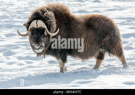 Die muskox (Ovibos moschatus) Moschusochse und Moschus geschrieben - Ox Stockfoto