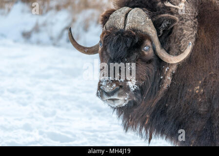 Die muskox (Ovibos moschatus) Moschusochse und Moschus geschrieben - Ox Stockfoto