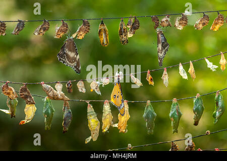 Eine Vielzahl von Schmetterling chrysalises, einige mit parasitären Eier angebracht, hängen Sie an Zeichenketten wie Lampions im Butterfly Eco Garten und Tribal Vi. Stockfoto