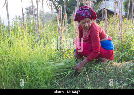 Gorkha, Nepal - Sep 28,2017: Nepali Frau Schneiden von Gras in den ländlichen Dorf in Nepal. Stockfoto