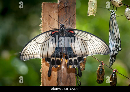 Ein großer Mormone Schmetterling, Papilio Memnon, in der letzten Phase der Aufpumpen seine Flügel nach sich aus seinem Kokon im Butterfly Eco Garten und Stockfoto