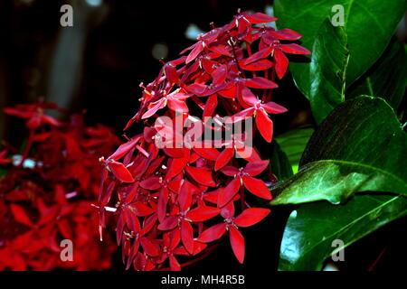 Ixora coccinea Flamme der Wälder Stockfoto