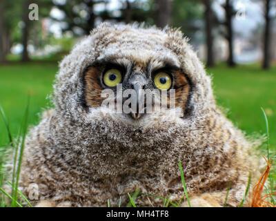 Juvenile große gehörnte Eule Stockfoto