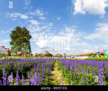 Schönen blauen salvia Blume Wissenschaftlicher Name ist Salvia farinacea Benth normale Name ist Mehlig Cap Salbei blüht im Garten. Stockfoto