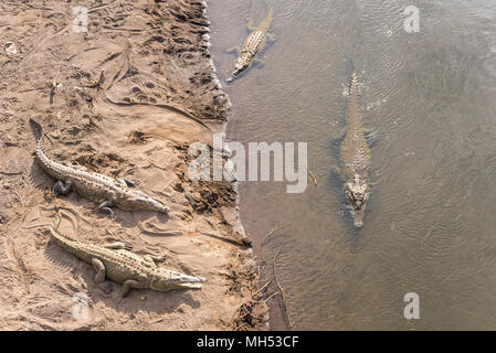 Gefährliche Krokodile schwimmen im Fluss Stockfoto