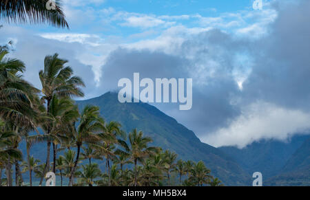 Palmen puu kukui Berg in Maui Hawaii Insel Wolken Stockfoto