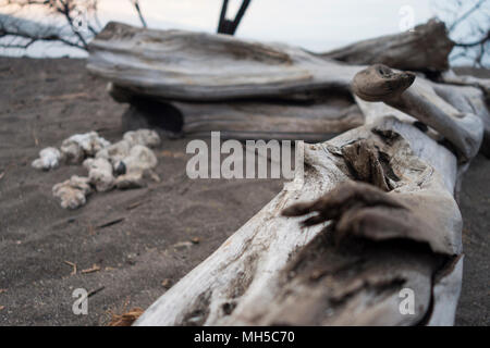 Camp olowalu Maui olowalu hekili Punkt verwitterten Baumglied auf schwarz Seaside Sandy Beach Stockfoto