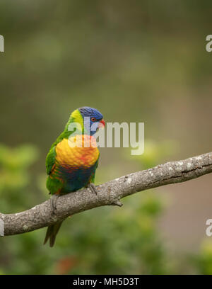 Rainbow Lorikeet auf einem isolierten Hintergrund, mit einer unscharfen Natur Hintergrund. Stockfoto