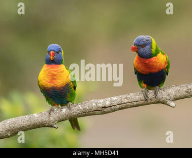 Ein paar Rainbow Fledermauspapageien auf einem Zweig, bunte Vögel in Australien gefunden. Stockfoto