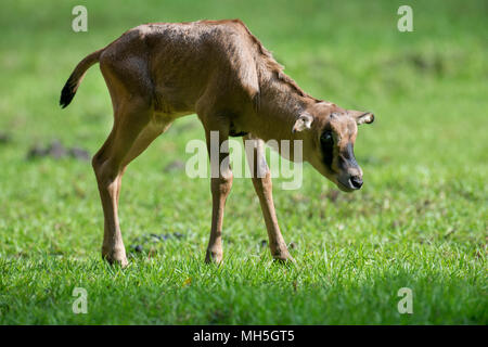 Baby Gemsbock Gras, Nationalpark in Kenia Stockfoto