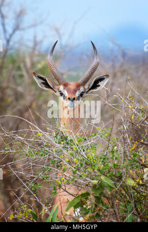 Gerenuk aufrecht Blätter, Nationalpark von Kenia, Afrika zu erreichen. Stockfoto