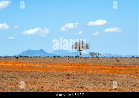Wunderschöne Landschaft mit niemand Baum in Afrika Stockfoto