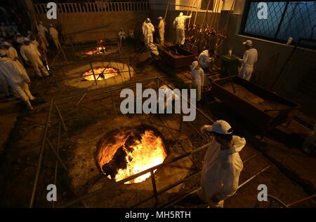 Mitglieder der Samariter Gemeinschaft cook Passahlämmer innere lodernde Feuer Gruben das Passah schlachten (korban Pesakh) Ritual, auf dem Berg Garizim in der Nähe der Stadt Nablus im Westjordanland, 29. April 2018 zu markieren. Die Samariter, ein ethnoreligious Gruppe des Levant aus der Israeliten oder Hebräer, des Alten Orients, Claim Abstieg vom Stamm Ephraim und Stamm Manasse (zwei Söhne von Joseph). Nach der Thora, das Passah schlachten erste war in der Nacht von den Israeliten Exodus aus Ägypten angeboten. Foto: Ayman Nobani/dpa Stockfoto