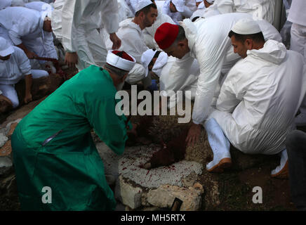 Mitglieder der Samariter Gemeinschaft Schlachtung ein Passahlamm das Passah schlachten (korban Pesakh) Ritual, auf dem Berg Garizim in der Nähe der Stadt Nablus im Westjordanland, 29. April 2018 zu markieren. Die Samariter, ein ethnoreligious Gruppe des Levant aus der Israeliten oder Hebräer, des Alten Orients, Claim Abstieg vom Stamm Ephraim und Stamm Manasse (zwei Söhne von Joseph). Nach der Thora, das Passah schlachten erste war in der Nacht von den Israeliten Exodus aus Ägypten angeboten. Foto: Ayman Nobani/dpa Stockfoto