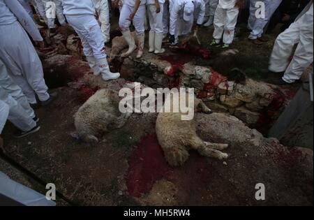 Mitglieder der Samariter Gemeinschaft Passahlämmer geschlachtet, um das Passah schlachten (korban Pesakh) Ritual, auf dem Berg Garizim in der Nähe der Stadt Nablus im Westjordanland, 29. April 2018 Mark. Die Samariter, ein ethnoreligious Gruppe des Levant aus der Israeliten oder Hebräer, des Alten Orients, Claim Abstieg vom Stamm Ephraim und Stamm Manasse (zwei Söhne von Joseph). Nach der Thora, das Passah schlachten erste war in der Nacht von den Israeliten Exodus aus Ägypten angeboten. Foto: Ayman Nobani/dpa Stockfoto