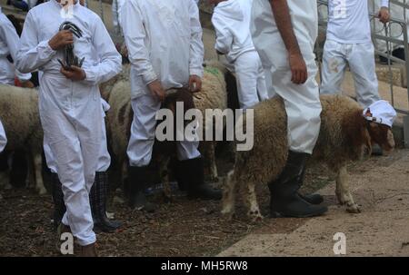 Mitglieder der Samariter Gemeinschaft Passahlämmer zu geopfert werden, um das Passah schlachten (korban Pesakh) Ritual, auf dem Berg Garizim in der Nähe der Stadt Nablus im Westjordanland, 29. April 2018 zu markieren. Die Samariter, ein ethnoreligious Gruppe des Levant aus der Israeliten oder Hebräer, des Alten Orients, Claim Abstieg vom Stamm Ephraim und Stamm Manasse (zwei Söhne von Joseph). Nach der Thora, das Passah schlachten erste war in der Nacht von den Israeliten Exodus aus Ägypten angeboten. Foto: Ayman Nobani/dpa Stockfoto