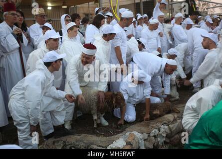 Mitglieder der Samariter Gemeinschaft Passahlämmer zu geopfert werden, um das Passah schlachten (korban Pesakh) Ritual, auf dem Berg Garizim in der Nähe der Stadt Nablus im Westjordanland, 29. April 2018 zu markieren. Die Samariter, ein ethnoreligious Gruppe des Levant aus der Israeliten oder Hebräer, des Alten Orients, Claim Abstieg vom Stamm Ephraim und Stamm Manasse (zwei Söhne von Joseph). Nach der Thora, das Passah schlachten erste war in der Nacht von den Israeliten Exodus aus Ägypten angeboten. Foto: Ayman Nobani/dpa Stockfoto