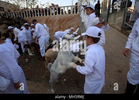 Mitglieder der Samariter Gemeinschaft Passahlämmer zu geopfert werden, um das Passah schlachten (korban Pesakh) Ritual, auf dem Berg Garizim in der Nähe der Stadt Nablus im Westjordanland, 29. April 2018 zu markieren. Die Samariter, ein ethnoreligious Gruppe des Levant aus der Israeliten oder Hebräer, des Alten Orients, Claim Abstieg vom Stamm Ephraim und Stamm Manasse (zwei Söhne von Joseph). Nach der Thora, das Passah schlachten erste war in der Nacht von den Israeliten Exodus aus Ägypten angeboten. Foto: Ayman Nobani/dpa Stockfoto