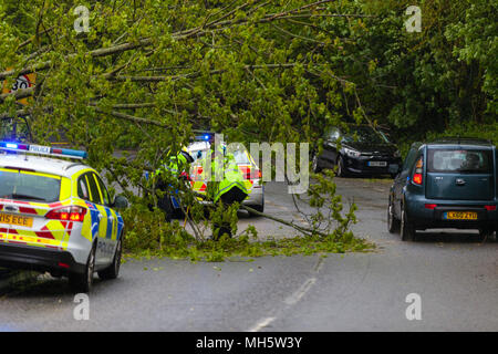 Winchelsea, East Sussex, UK. 30 Apr, 2018. UK Wetter: starker Winde im Bereich nach unten geblasen haben einen großen Baum, dass die Blockierung der A259 Ashford gebunden ist, Polizei sind auf der Szene. Diese Straße ist die Hauptverbindung zwischen Ashford und Brighton. © Paul Lawrenson 2018, Foto: Paul Lawrenson/Alamy leben Nachrichten Stockfoto