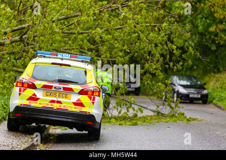 Winchelsea, East Sussex, UK. 30 Apr, 2018. UK Wetter: starker Winde im Bereich nach unten geblasen haben einen großen Baum, dass die Blockierung der A259 Ashford gebunden ist, Polizei sind auf der Szene. Diese Straße ist die Hauptverbindung zwischen Ashford und Brighton. © Paul Lawrenson 2018, Foto: Paul Lawrenson/Alamy leben Nachrichten Stockfoto