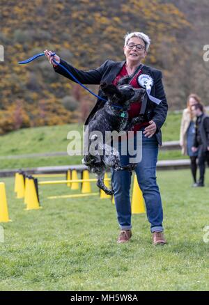 Edinburgh, Großbritannien. 30.April 2018. Politiker und ihre Hunde zeigen ihre politischen und Hund, um zu sehen, welche von Schottlands die meisten 'pawfect' politischen Hündchen benannt ist, Holyrood Hund des Jahres. Die Veranstaltung, die von den beiden größten Hunde Tierschutz Organisationen in Großbritannien, der Kennel Club und Hunde Vertrauen statt, schärfen das Bewusstsein für die Probleme der beste Freund des Menschen heute und unterstreicht die einzigartige Beziehungen zwischen MSPs und ihre Hunde. Im Bild: Annie Wells und Albert der Cocker Spaniel Credit: Rich Dyson/Alamy leben Nachrichten Stockfoto